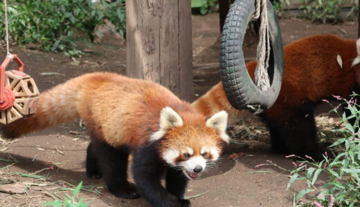 【2023年9月】秋の北海道　旭川・富良野周辺ぶらりの旅その3　動物の魅力を最大限に楽しめる北海道を代表する観光地「旭山動物園」